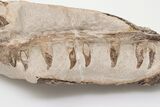 Fossil Mosasaur (Tethysaurus) Jaw Association - Asfla, Morocco #196686-3